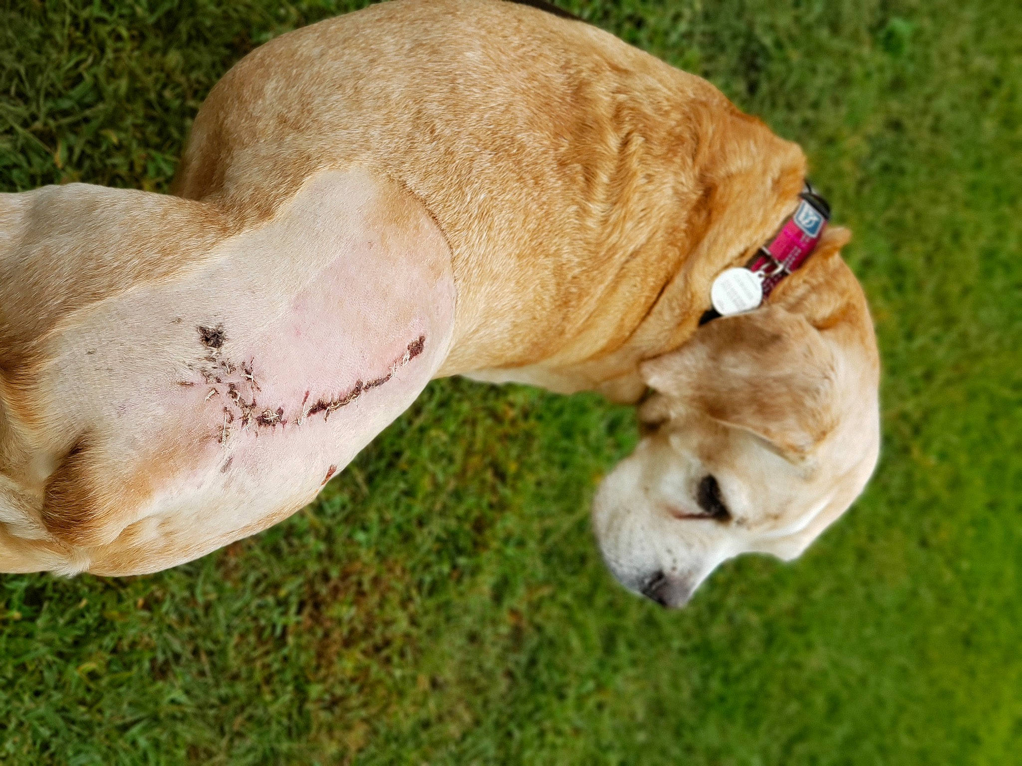 Caboose is registered to the contest to win money with this photo: canidae, carnivore, companion_dog, dog, dog_breed, fawn, grass, puppy, snout, sporting_group