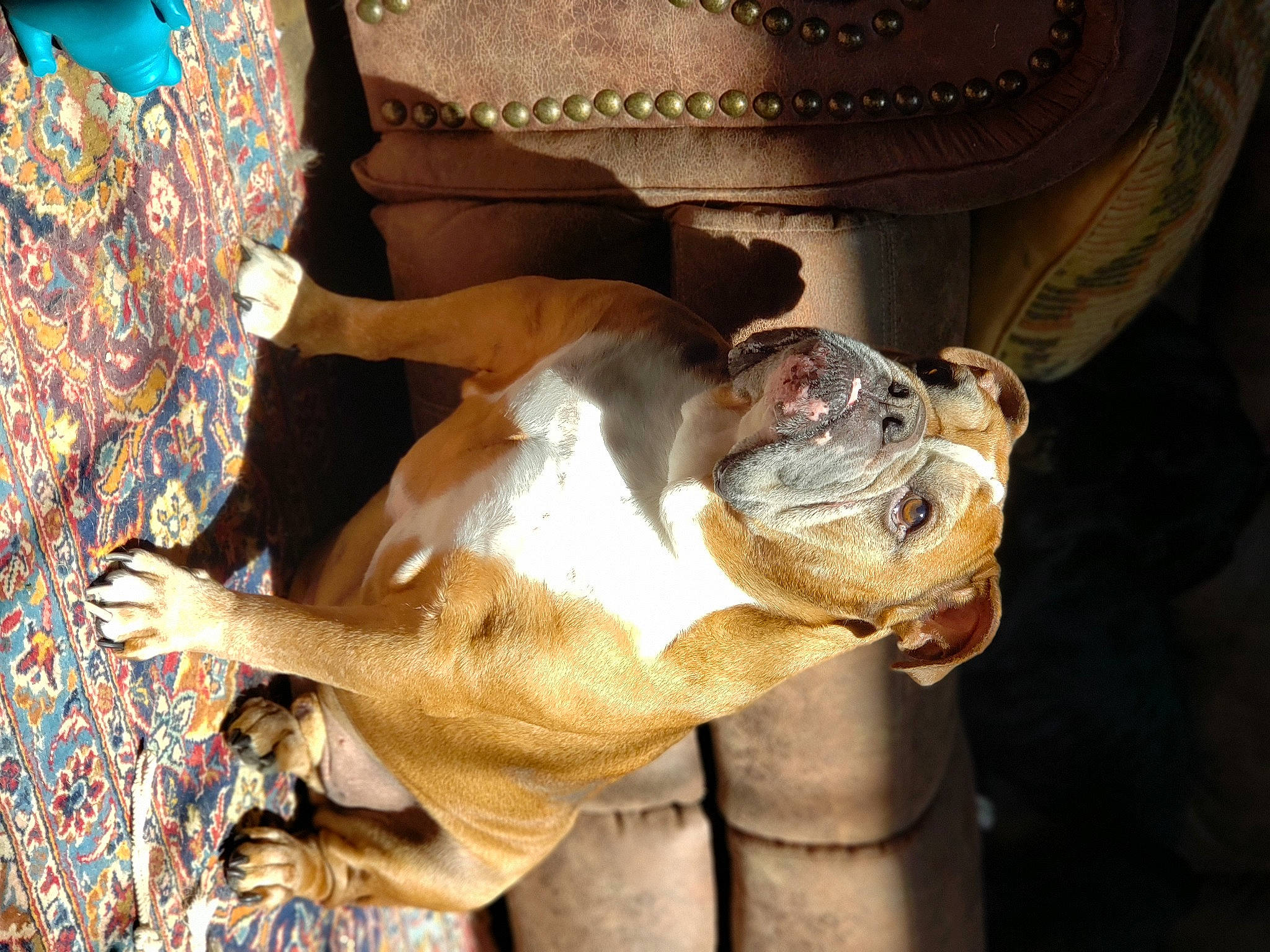 Gunner Jackson is registered to the contest to win money with this photo: american_pit_bull_terrier, american_staffordshire_terrier, bulldog, canidae, carnivore, dog, dog_breed, fawn, non_sporting_group, old_english_bulldog, olde_english_bulldogge, pit_bull, snout, sporting_group