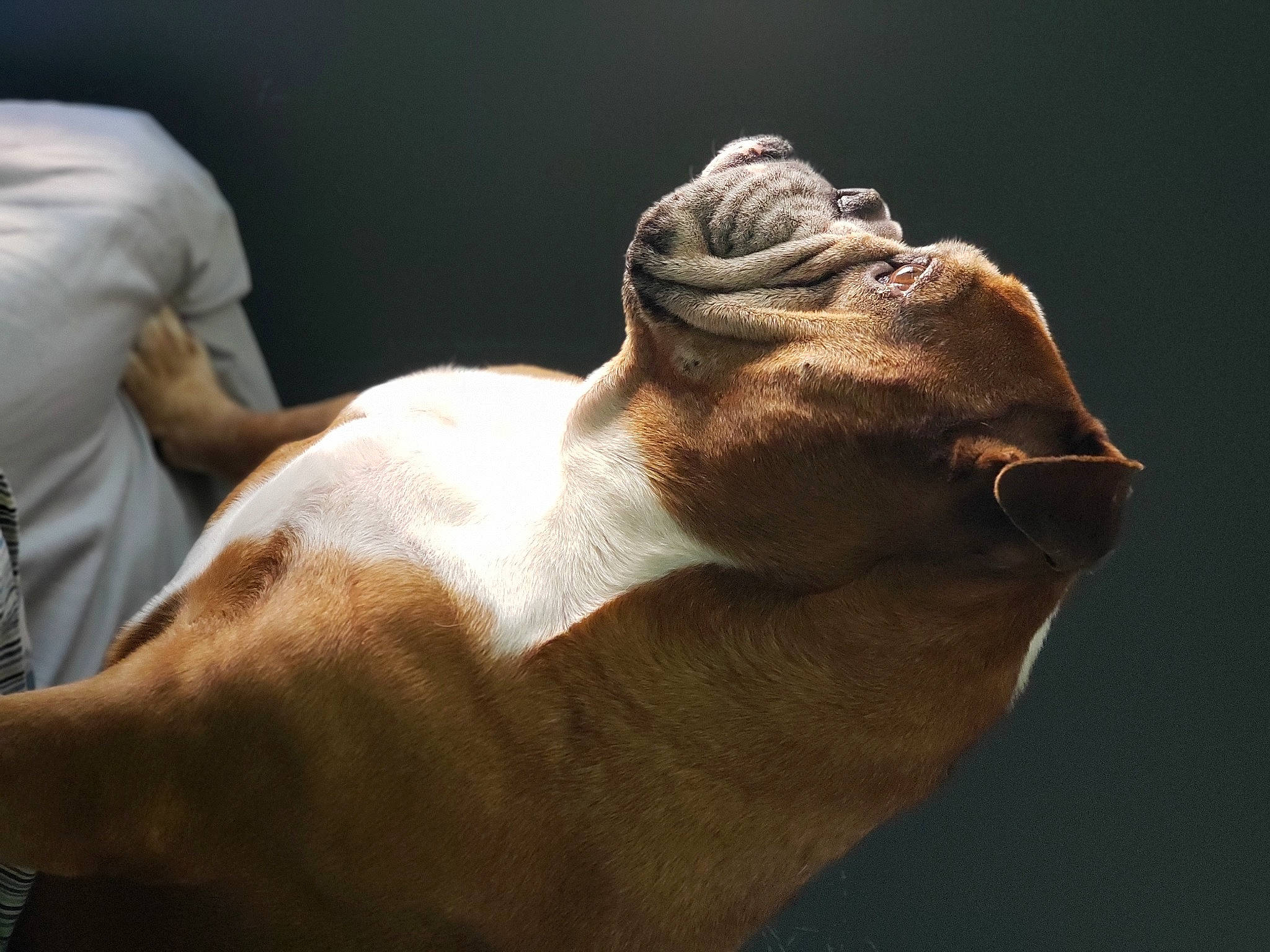 Gunner Jackson joined the competition — help win amazing prizes! art, fawn, hand, muscle, sculpture, snout, statue