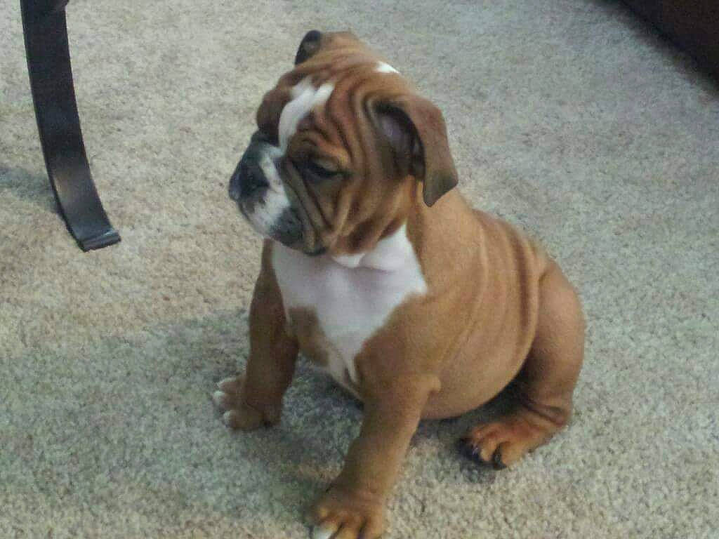 Gunner Jackson joined the competition — help win amazing prizes! australian_bulldog, british_bulldogs, bulldog, canidae, carnivore, companion_dog, dog, dog_breed, dorset_olde_tyme_bulldogge, mammal, molosser, non_sporting_group, old_english_bulldog, olde_english_bulldogge, puppy, renascence_bulldogge, snout, toy_bulldog, valley_bulldog, vertebrate