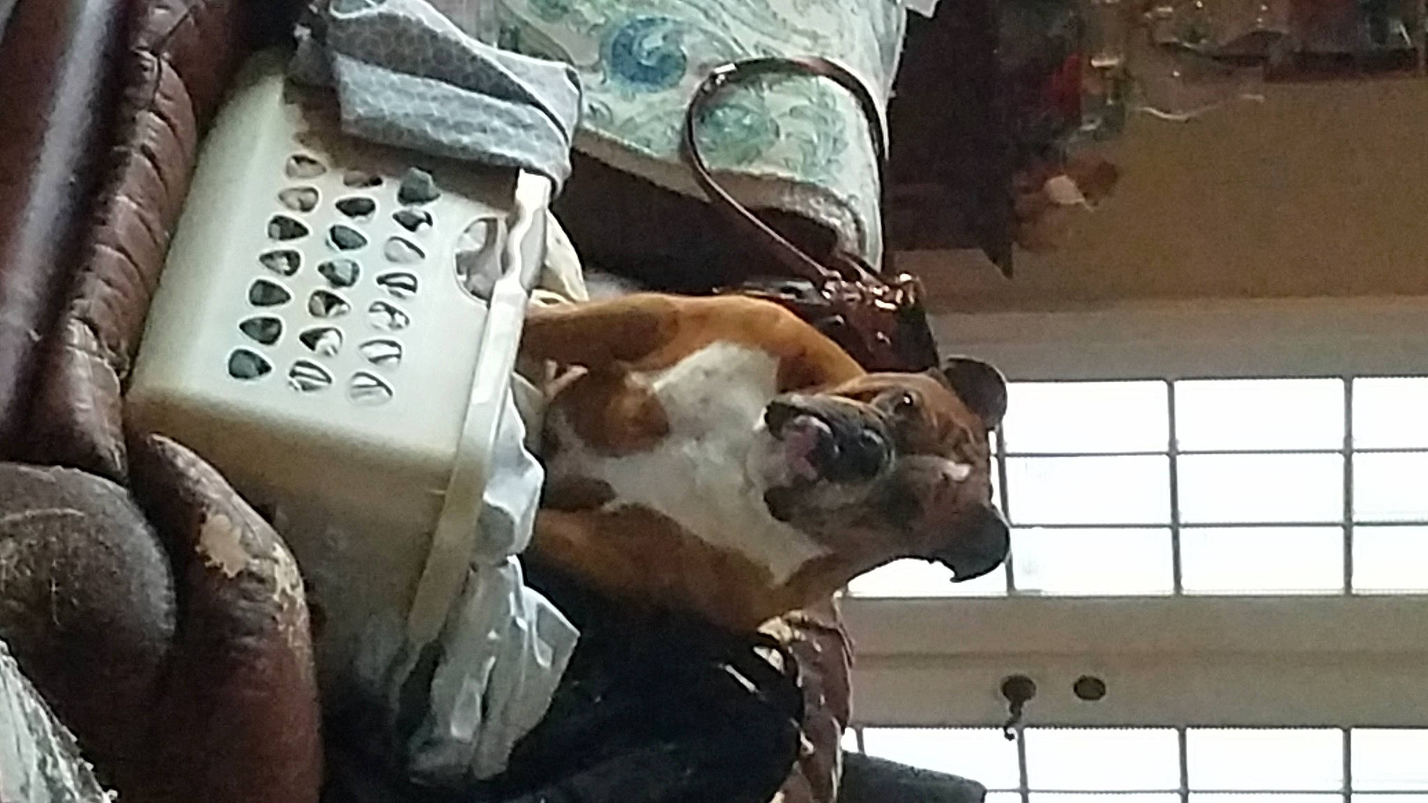 Gunner Jackson is registered to the contest to win money with this photo: canidae, carnivore, dog, dog_breed, fawn, non_sporting_group, pit_bull, snout