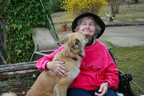 Shiloh joined the competition — help win amazing prizes! basset_fauve_de_bretagne, canidae, carnivore, companion_dog, dog, dog_breed, golden_retriever, hovawart, mammal, sporting_group, vertebrate