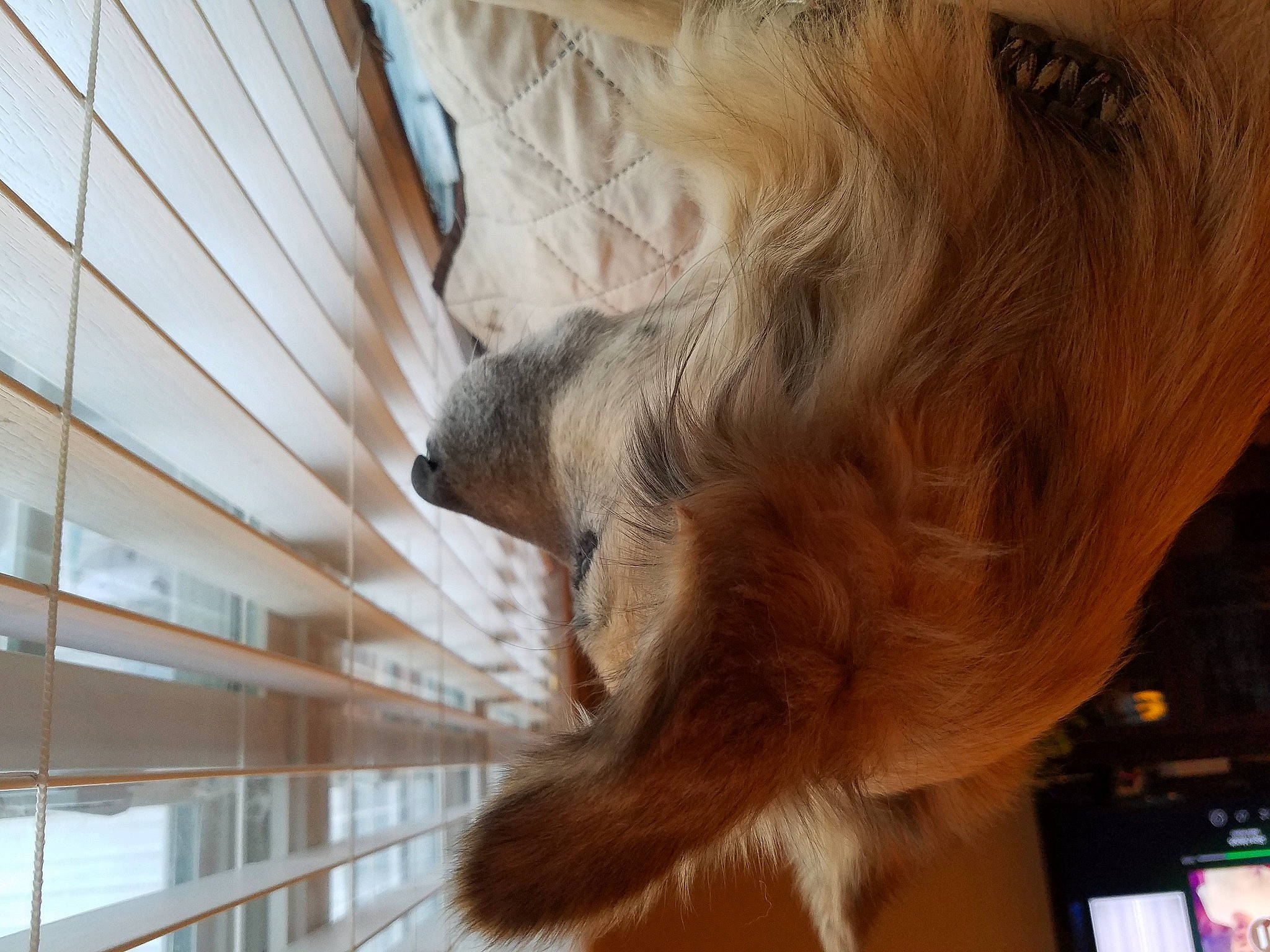 Shiloh joined the competition — help win amazing prizes! canidae, fawn