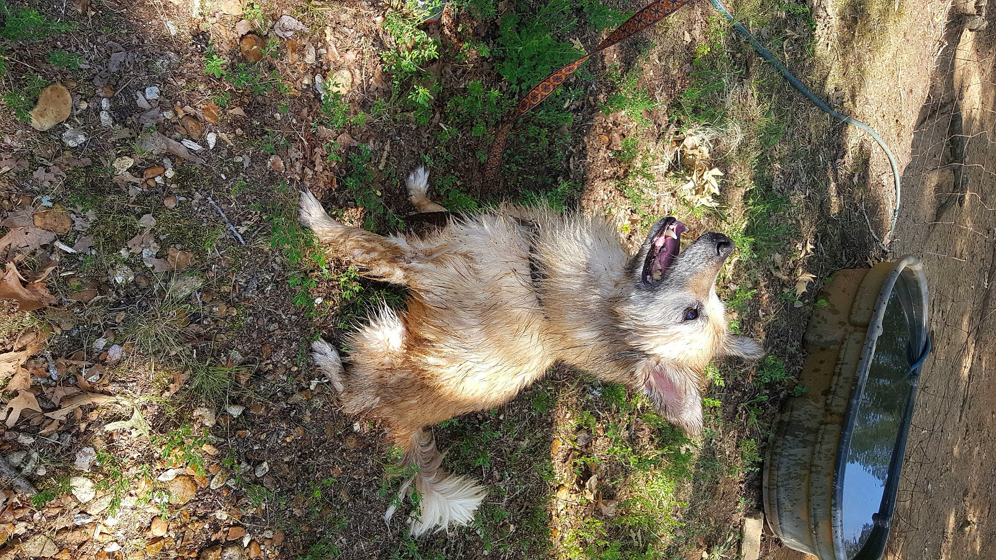 Shiloh is registered to the contest to win money with this photo: canidae, carnivore, fawn, mammal, squirrel, tail, tree, wildlife, wolfdog