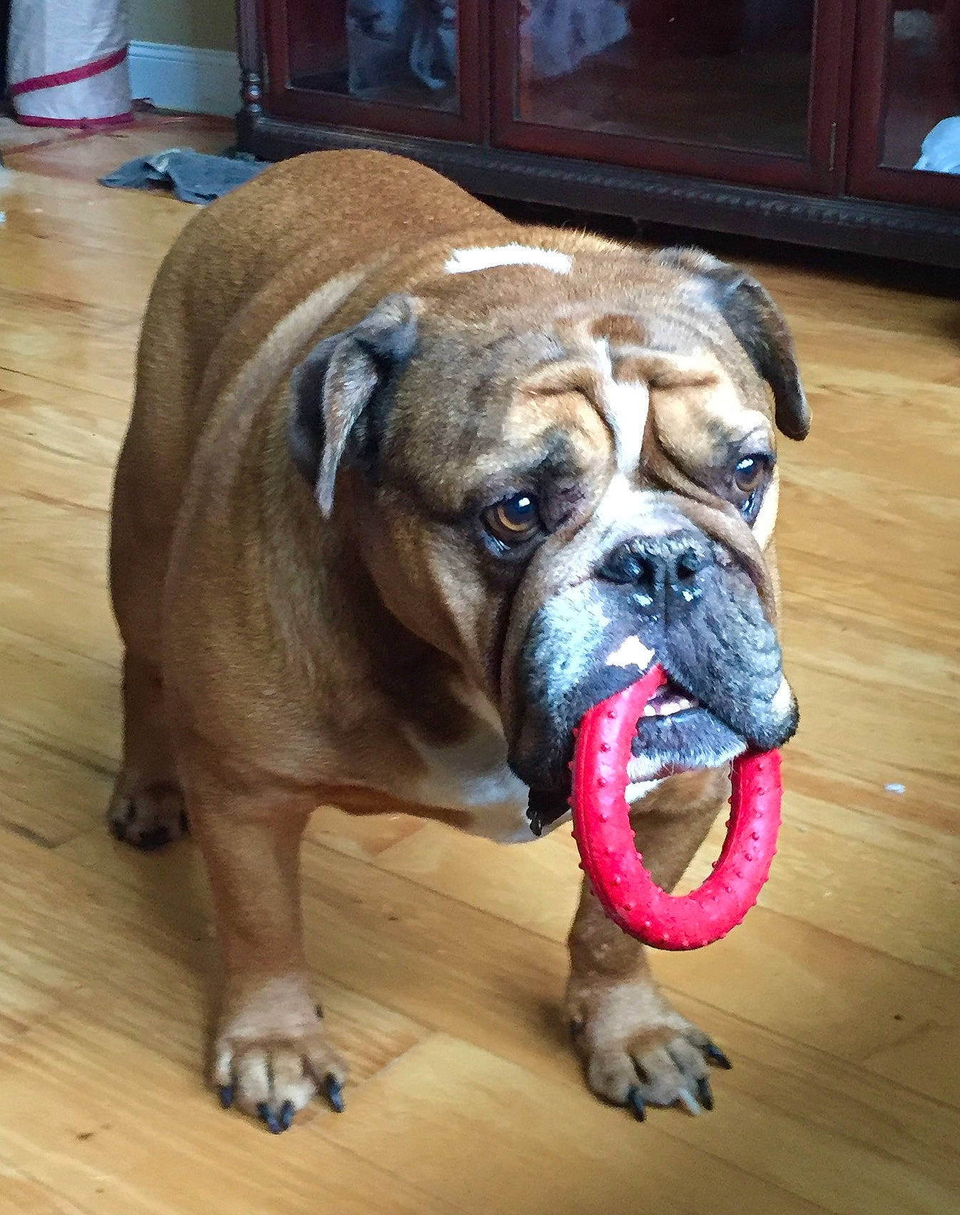 Moose joined the competition — help win amazing prizes! ancient_dog_breeds, australian_bulldog, british_bulldogs, bulldog, canidae, carnivore, companion_dog, dog, dog_breed, dorset_olde_tyme_bulldogge, mammal, molosser, non_sporting_group, old_english_bulldog, olde_english_bulldogge, renascence_bulldogge, snout, toy_bulldog, valley_bulldog, vertebrate