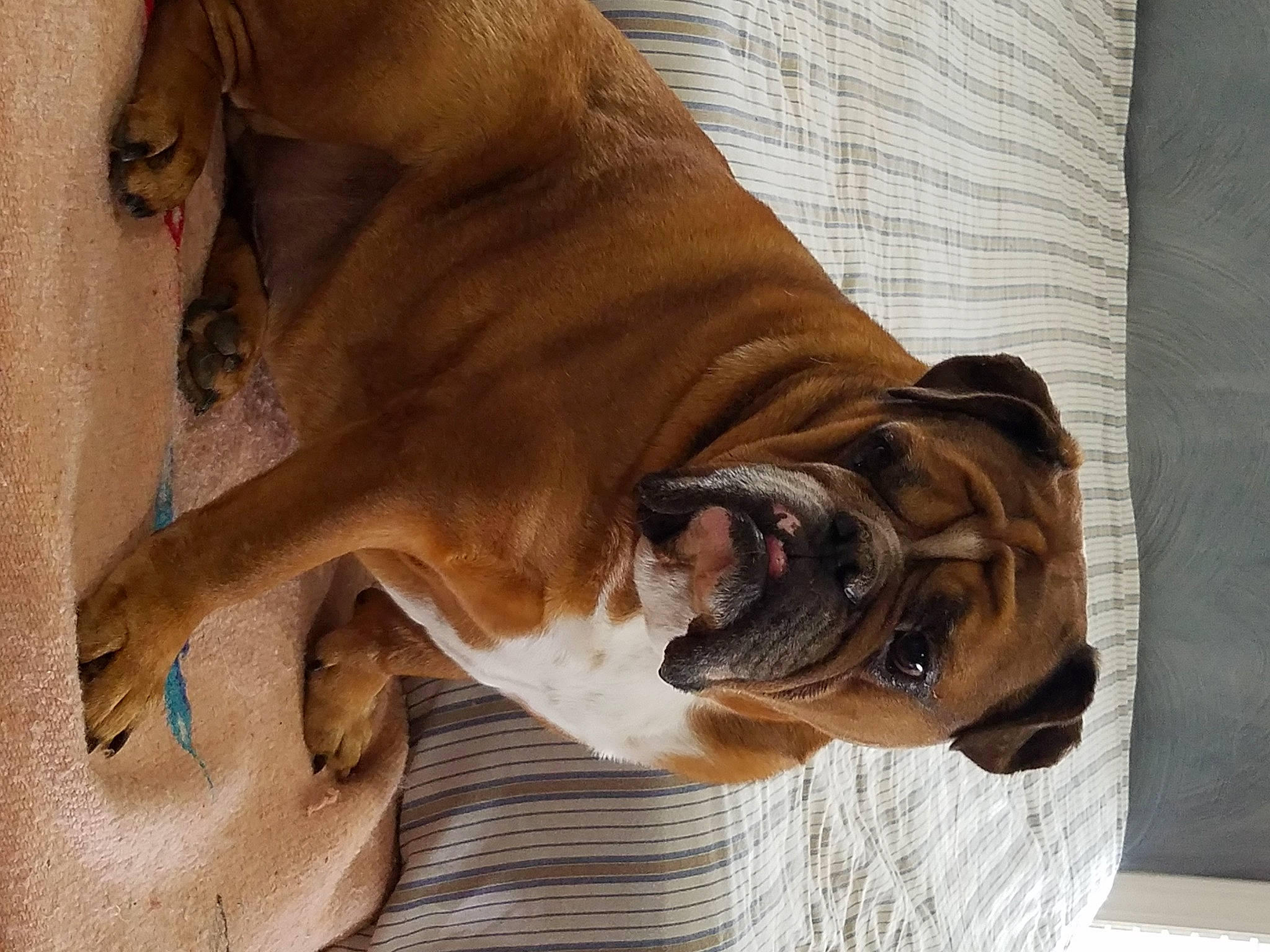 Moose is registered to the contest to win money with this photo: australian_bulldog, boerboel, british_bulldogs, bulldog, bullmastiff, canidae, carnivore, dog, dog_breed, fawn, korean_mastiff, mammal, non_sporting_group, old_english_bulldog, olde_english_bulldogge, snout, toy_bulldog, valley_bulldog, vertebrate, wrinkle
