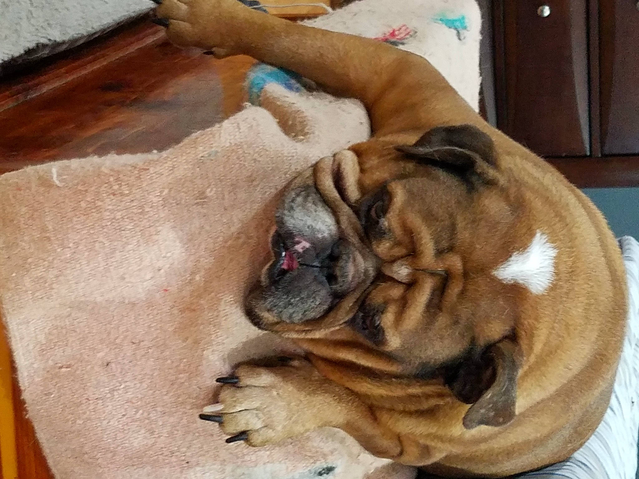 Moose joined the competition — help win amazing prizes! british_bulldogs, bulldog, bullmastiff, canidae, carnivore, companion_dog, dog, dog_breed, fawn, korean_mastiff, nap, non_sporting_group, old_english_bulldog, olde_english_bulldogge, ori_pei, shar_pei, skin, snout, toy_bulldog, wrinkle