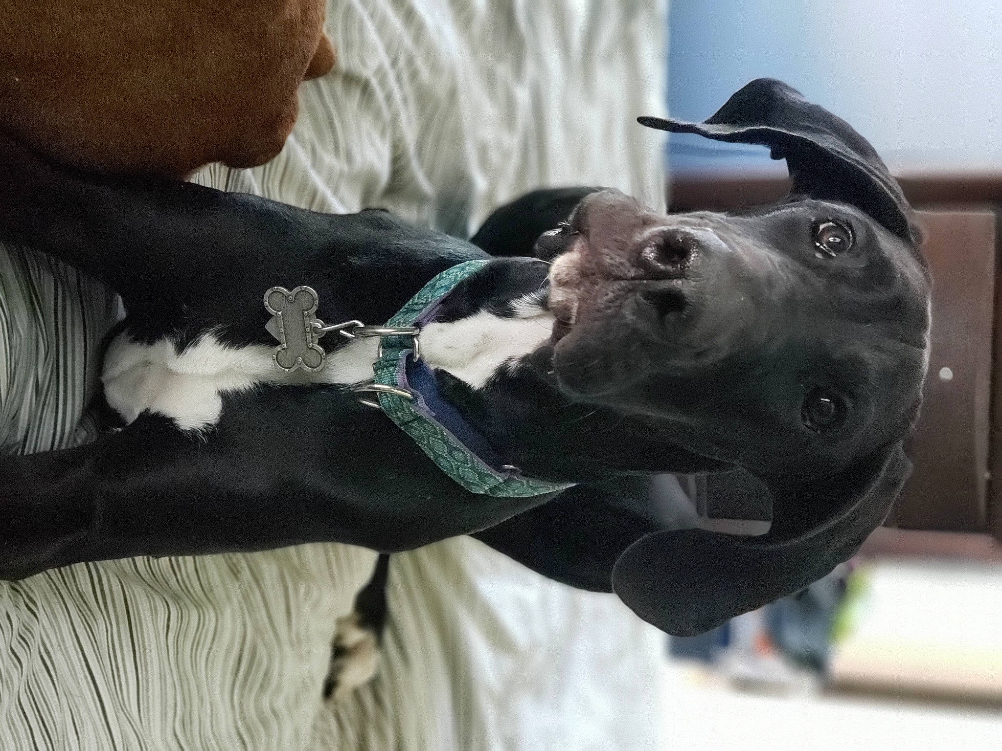 Pandora joined the competition — help win amazing prizes! american_pit_bull_terrier, american_staffordshire_terrier, boston_terrier, canidae, carnivore, companion_dog, dog, dog_breed, dog_collar, great_dane, guard_dog, non_sporting_group, pit_bull, snout, sporting_group, staffordshire_bull_terrier