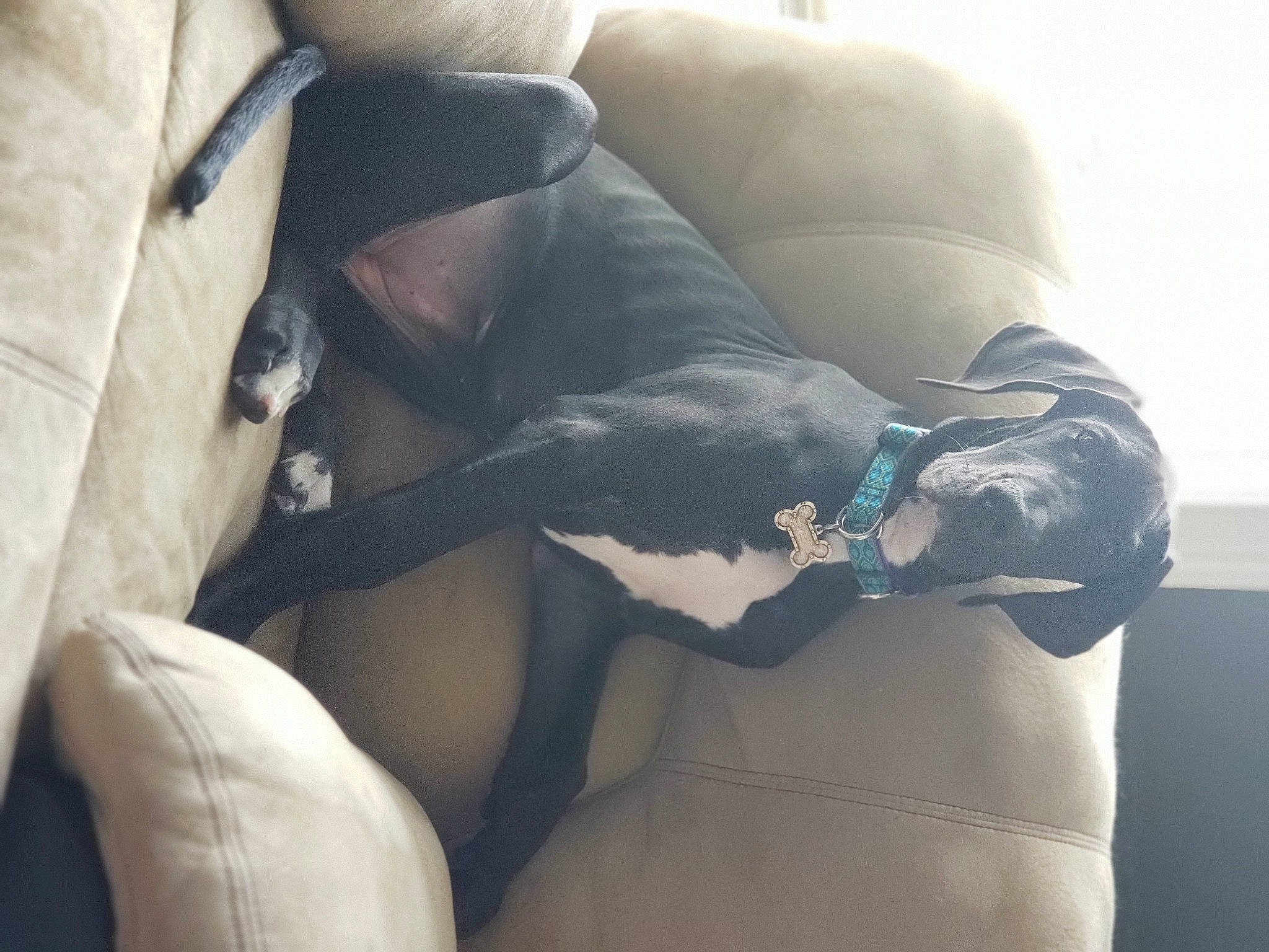 Pandora is registered to the contest to win money with this photo: boston_terrier, canidae, cloud, comfort, companion_dog, dog, hand, italian_greyhound, leg, love, meteorological_phenomenon, mountain, non_sporting_group, sky, sporting_group