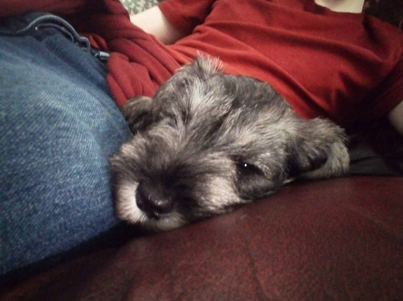 Terrence is registered to the contest to win money with this photo: canidae, carnivore, cesky_terrier, dog, dog_breed, glen_of_imaal_terrier, mammal, miniature_schnauzer, nap, puppy, rare_breed_dog, schnauzer, schnoodle, sealyham_terrier, small_terrier, snout, sporting_lucas_terrier, standard_schnauzer, terrier, vertebrate