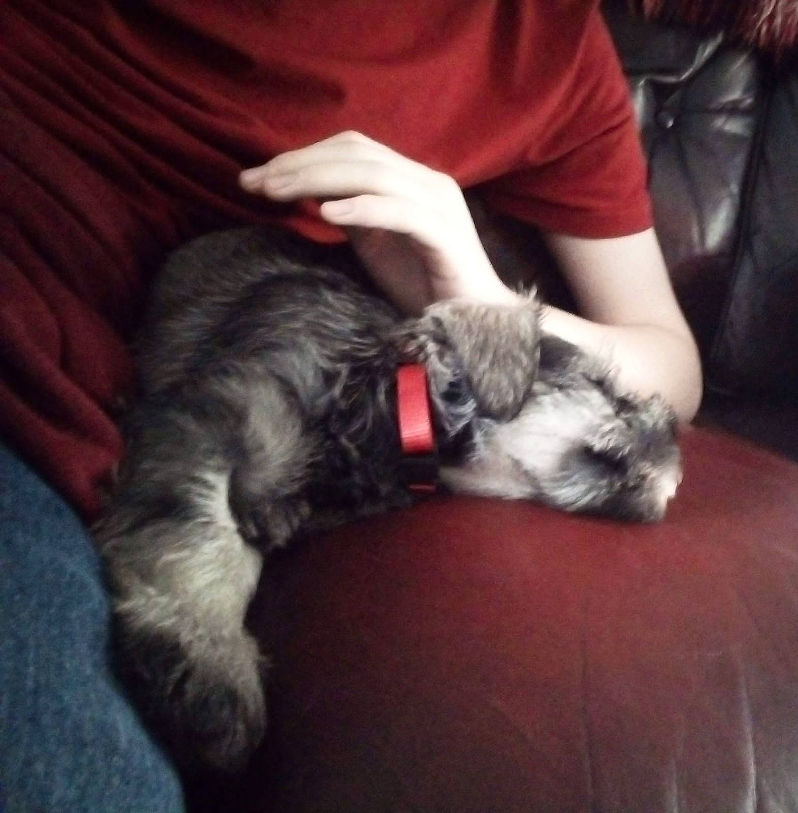 Terrence is registered to the contest to win money with this photo: canidae, carnivore, companion_dog, dog, dog_breed, ear, miniature_schnauzer, nap, puppy, schnauzer, sporting_group, standard_schnauzer