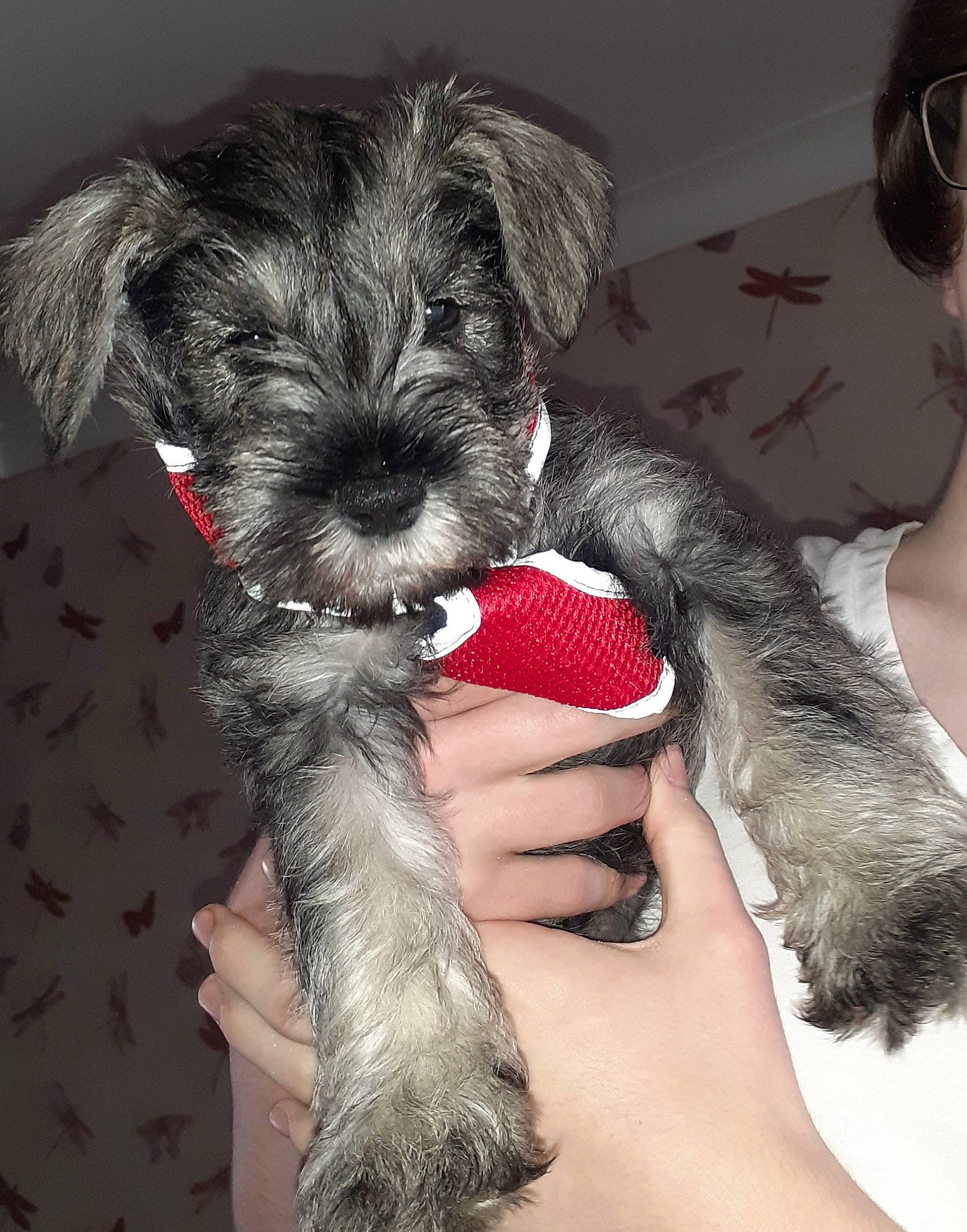 Terrence is registered to the contest to win money with this photo: bolonka, canidae, carnivore, cesky_terrier, dog, dog_breed, giant_schnauzer, mammal, miniature_schnauzer, morkie, puppy, schnauzer, schnoodle, small_terrier, snout, sporting_group, sporting_lucas_terrier, standard_schnauzer, terrier, vertebrate