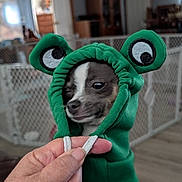 Miller joined the competition — help win amazing prizes! dog, puppy, green_hoodie, frog_ears, winking, hand, indoor, fence, play_area, blurred_background, pet, cute, small_dog, costume, animal, human_hand, wooden_floor, living_room, cozy, portrait