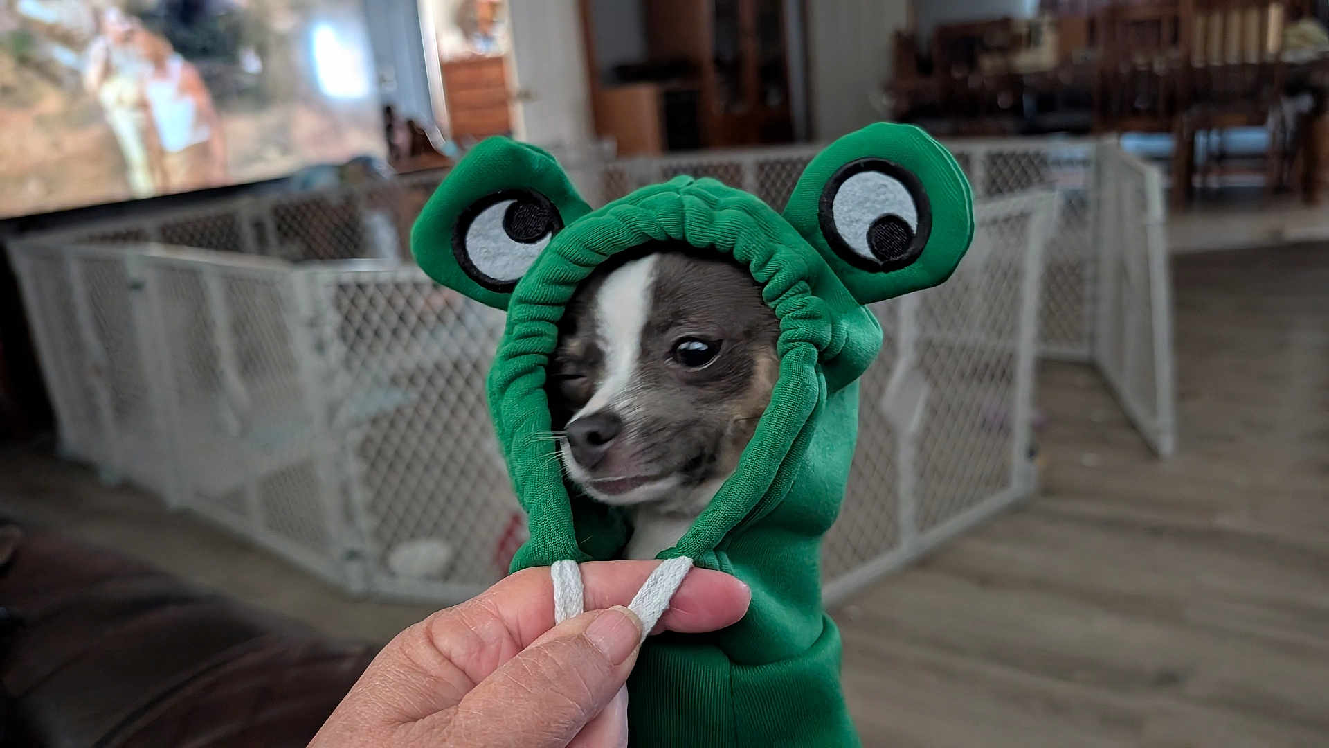 Miller joined the competition — help win amazing prizes! dog, puppy, green_hoodie, frog_ears, winking, hand, indoor, fence, play_area, blurred_background, pet, cute, small_dog, costume, animal, human_hand, wooden_floor, living_room, cozy, portrait