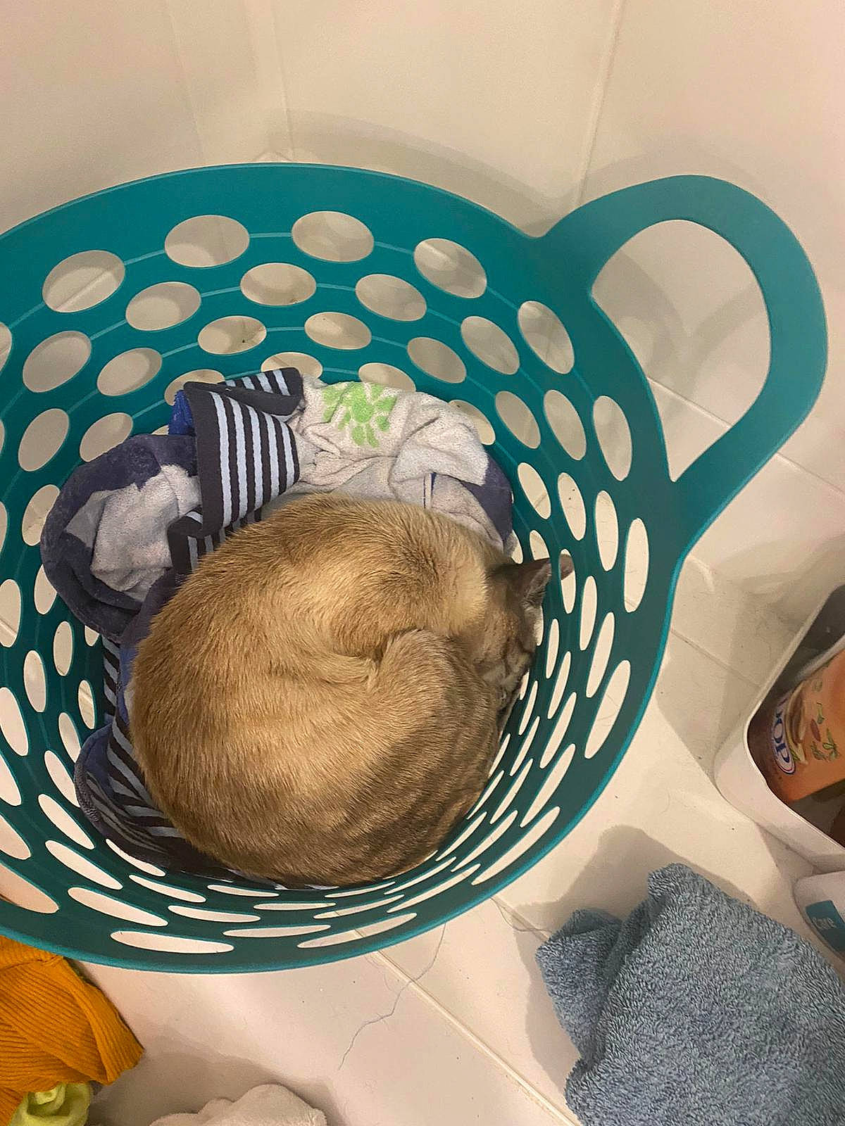 King a rejoint le concours — aidez-le/la à gagner de superbes lots ! dishware, furniture, plate, room, table, tableware