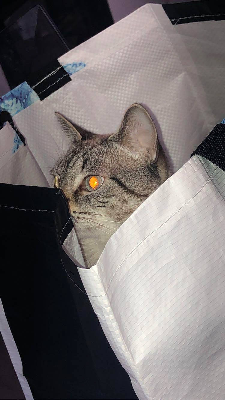 King participe au concours pour gagner de l'argent avec cette photo : british_shorthair, carnivore, cat, domestic_short_haired_cat, ear, felidae, small_to_medium_sized_cats, snout, whiskers