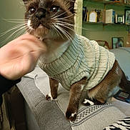Azul a rejoint le concours — aidez-le/la à gagner de superbes lots ! cat, sweater, knitted, pet, indoor, furniture, sofa, hand, scratching, cozy, brown, white, whiskers, blurred_background, sitting, domestic, comfort, closeup, feline, cute