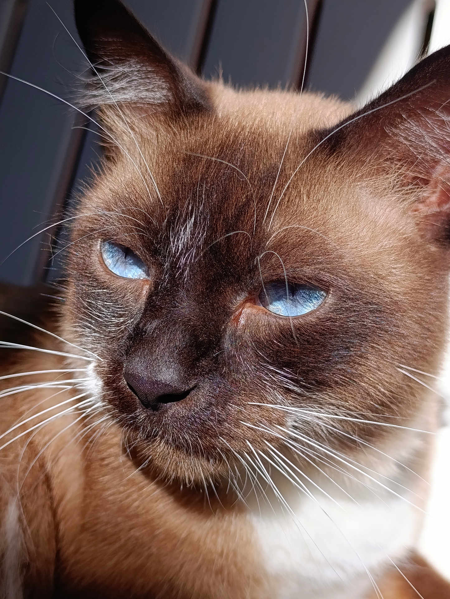Azul participe au concours pour gagner de l'argent avec cette photo : cat, siamese_cat, blue_eyes, whiskers, close_up, fur, pet, animal, face, portrait, sunlight, brown_fur, cream_fur, indoor, ears, nose, muzzle, feline, relaxed