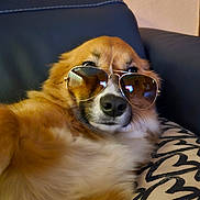 Banksy a rejoint le concours — aidez-le/la à gagner de superbes lots ! dog, sunglasses, aviator, couch, pillow, fur, pet, relaxed, indoor, brown, white, animal, closeup, face, leather, fashion, cool, portrait, comfortable, home
