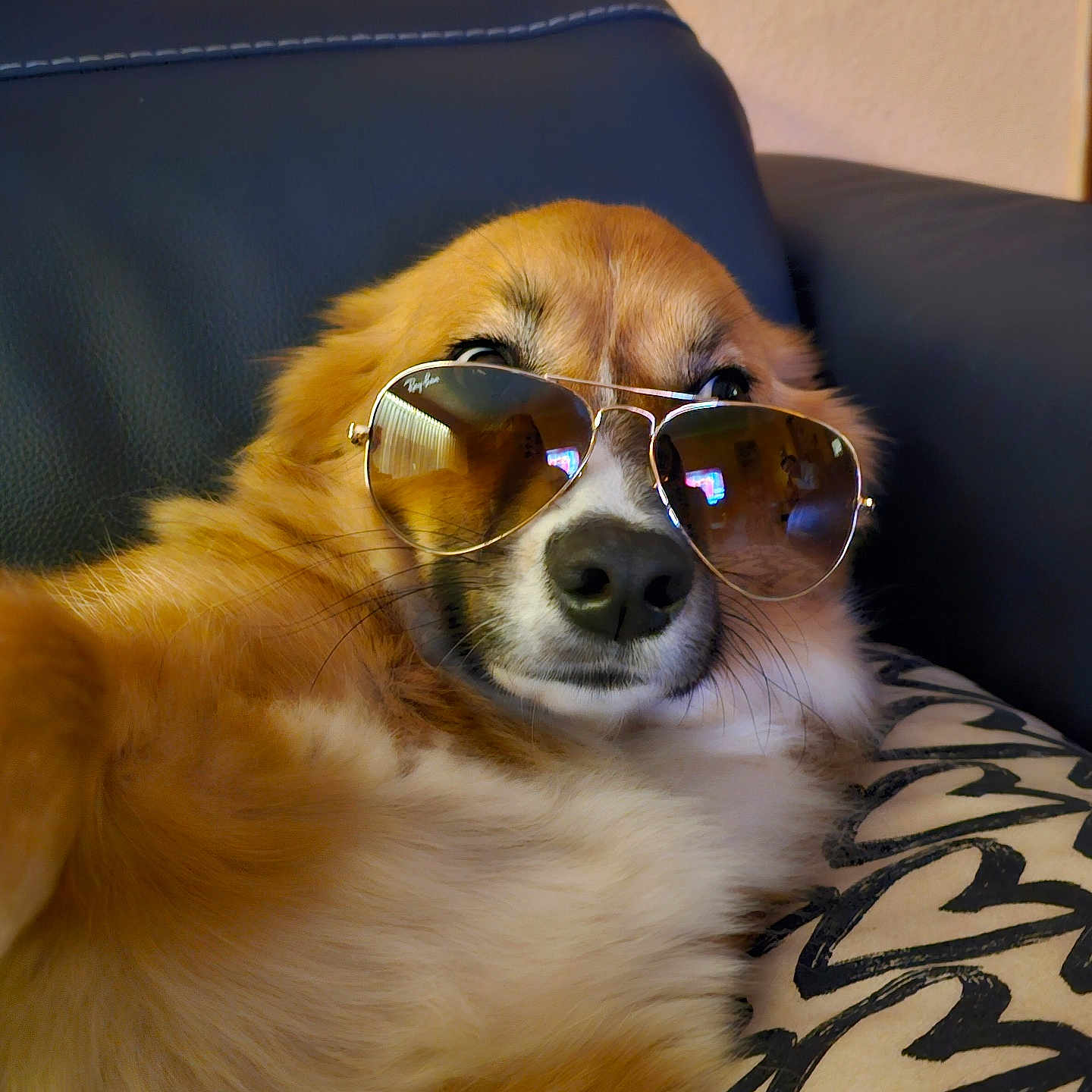 Banksy a rejoint le concours — aidez-le/la à gagner de superbes lots ! animal, aviator, brown, closeup, comfortable, cool, couch, dog, face, fashion, fur, home, indoor, leather, pet, pillow, portrait, relaxed, sunglasses, white