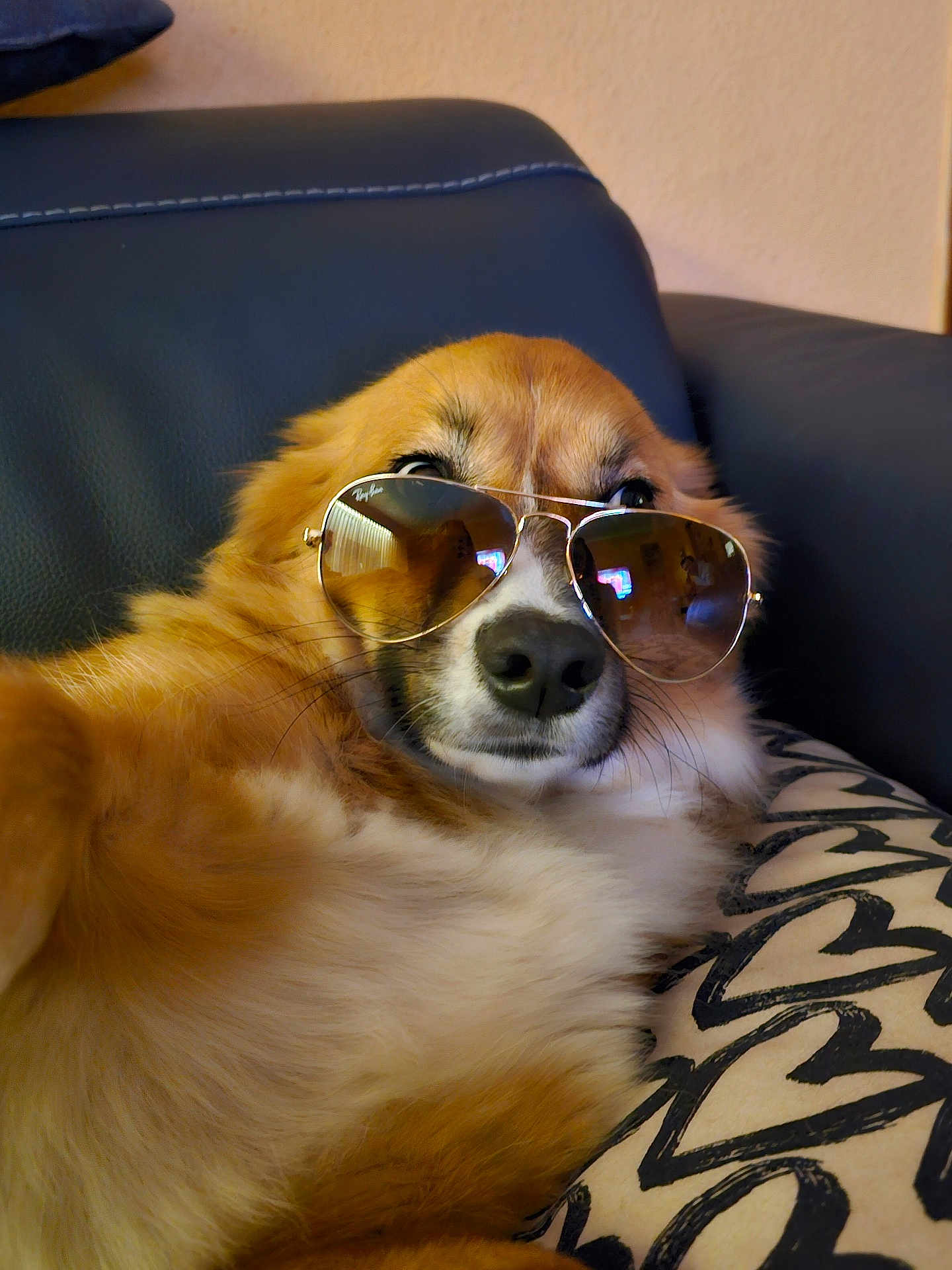 Banksy a rejoint le concours — aidez-le/la à gagner de superbes lots ! dog, sunglasses, aviator, couch, pillow, fur, pet, relaxed, indoor, brown, white, animal, closeup, face, leather, fashion, cool, portrait, comfortable, home