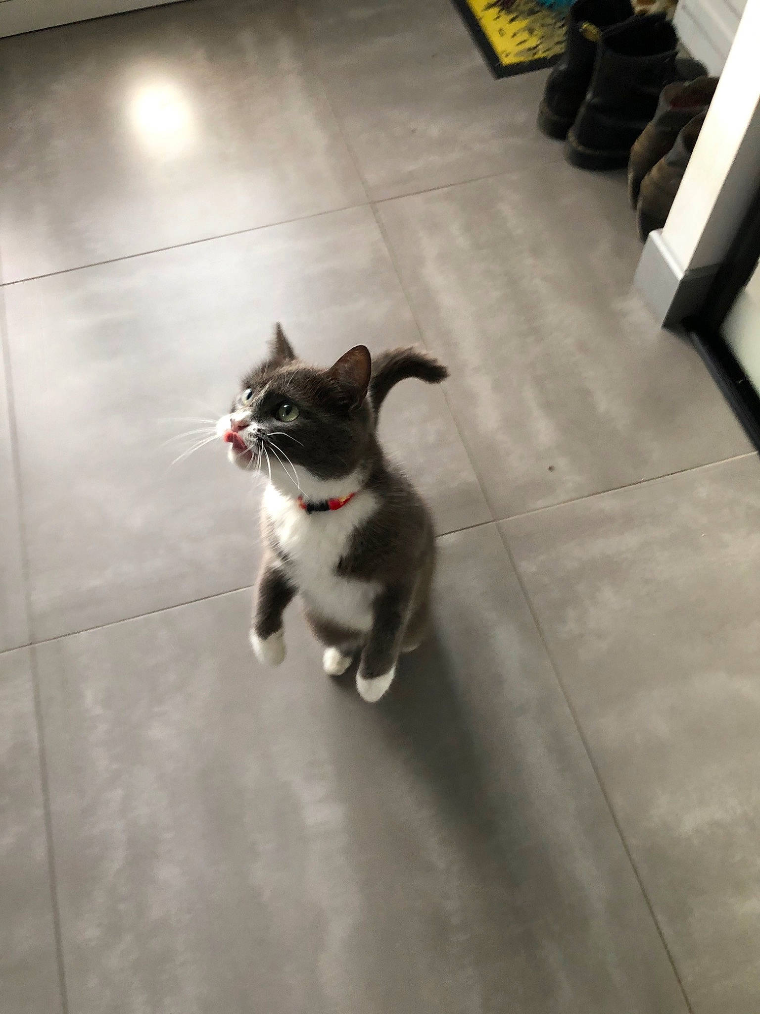 Flipette a rejoint le concours — aidez-le/la à gagner de superbes lots ! boston_terrier, canidae, carnivore, cat, companion_dog, dog, dog_breed, fawn, felidae, floor, flooring, mammal, non_sporting_group, puppy, small_to_medium_sized_cats, snout, sporting_group, tail, tile, whiskers