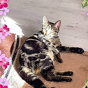 Mozart participe au concours pour gagner de l'argent avec cette photo : cat, tabby, indoor, sunlight, rug, floor, pet, animal, relaxing, floral_frame, striped, whiskers, ears, paws, tail, cozy, home, daylight, resting, cute