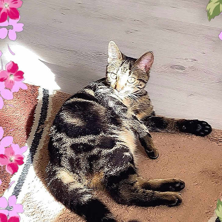 Mozart participe au concours pour gagner de l'argent avec cette photo : animal, cat, cozy, cute, daylight, ears, floor, floral_frame, home, indoor, paws, pet, relaxing, resting, rug, striped, sunlight, tabby, tail, whiskers