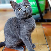 Aribo a rejoint le concours — aidez-le/la à gagner de superbes lots ! cat, gray_cat, pet, animal, cute, feline, indoor, floor, tiles, curious, head_tilt, whiskers, ears, eyes, blurred_background, domestic, mammal, sitting, collar, fur