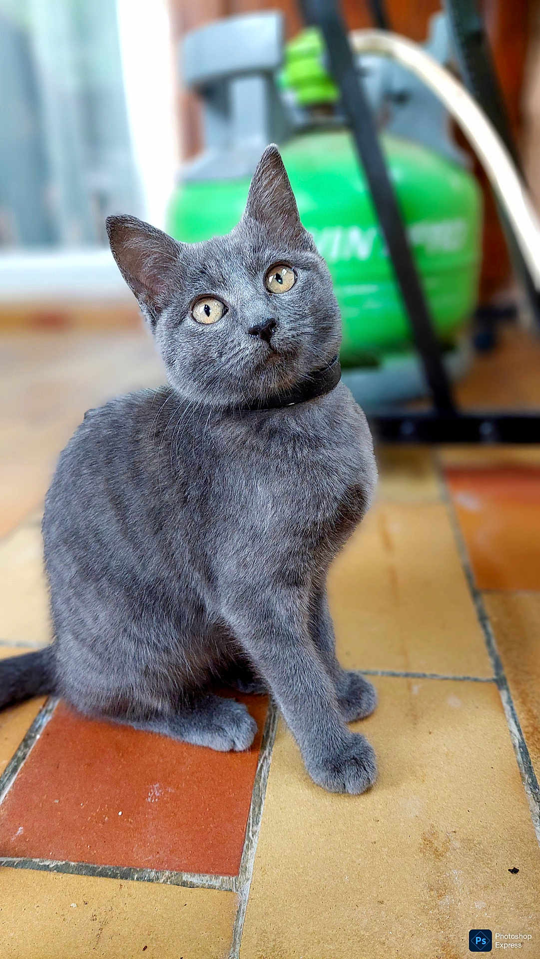 Aribo a rejoint le concours — aidez-le/la à gagner de superbes lots ! cat, gray_cat, pet, animal, cute, feline, indoor, floor, tiles, curious, head_tilt, whiskers, ears, eyes, blurred_background, domestic, mammal, sitting, collar, fur