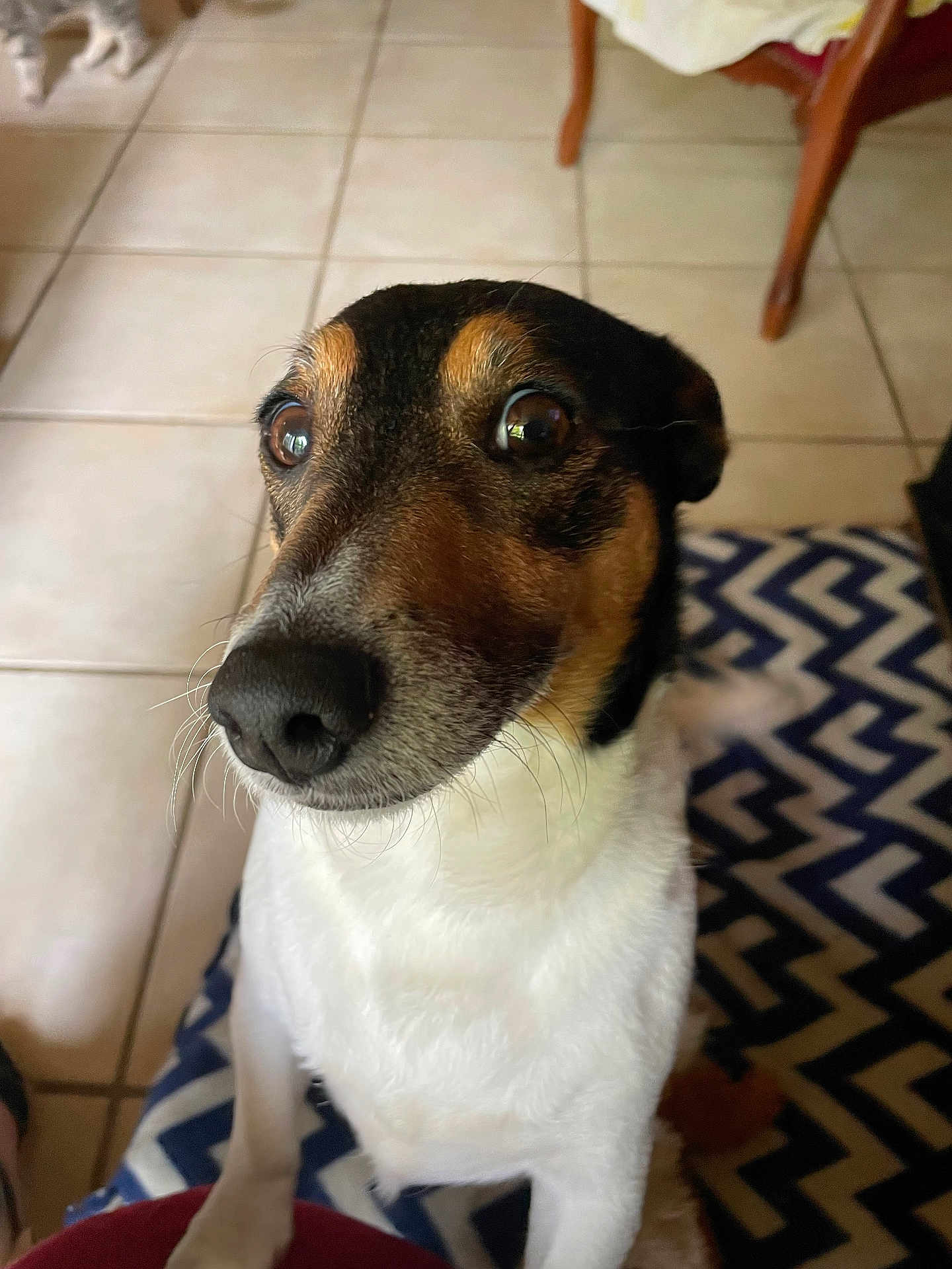 Rita participe au concours pour gagner de l'argent avec cette photo : dog, close_up, pet, indoor, floor, tile, carpet, pattern, brown, white, black, animal, canine, fur, whiskers, nose, eyes, chair, wood, curious