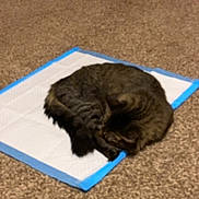 Bibble joined the competition — help win amazing prizes! cat, tabby_cat, sleeping, curled_up, mat, carpet, brown_carpet, indoor, pet, animal, feline, resting, cozy, floor, quiet, home, pink_object, soft, fur, domestic_animal