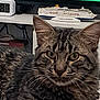 animal, cat, clock, close_up, domestic, ears, eyes, feline, fur, household, indoor, living_room, model_ship, pet, portrait, resting, shelf, tabby, television, whiskers