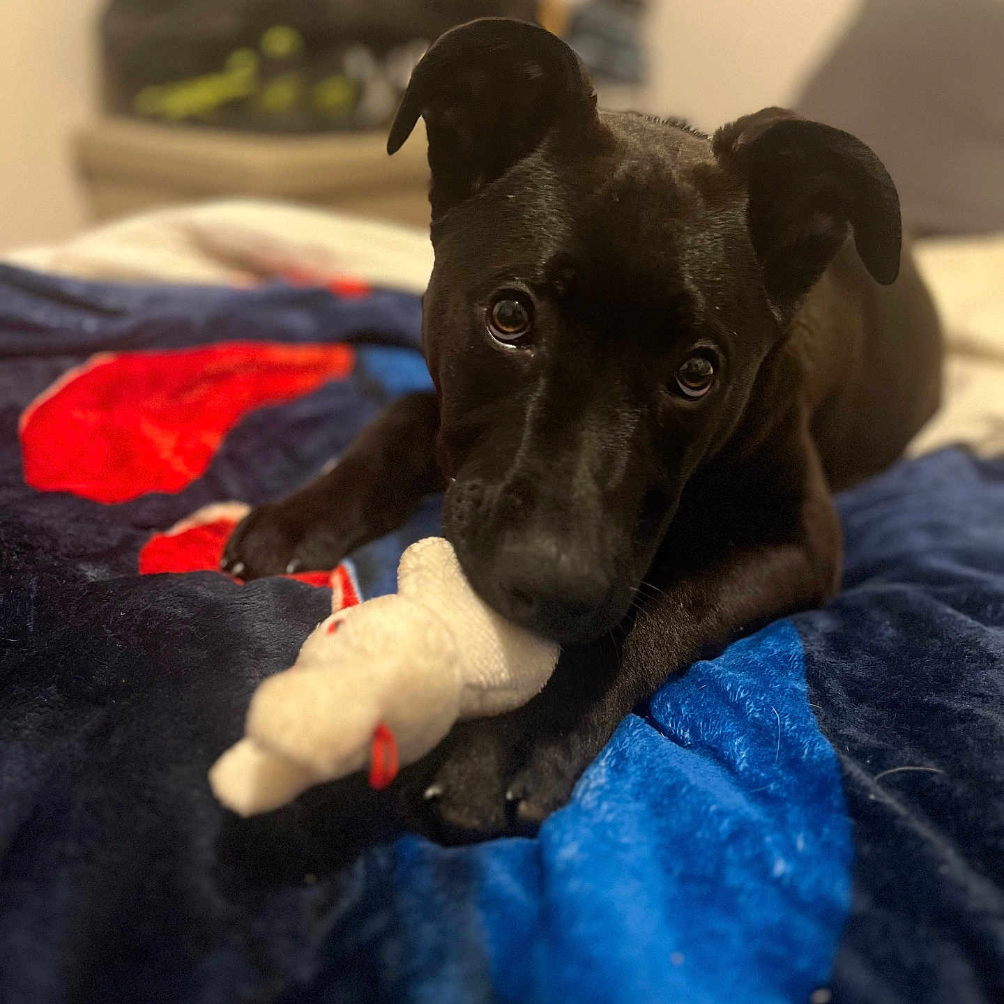 Tyson participe au concours pour gagner de l'argent avec cette photo : animal, bed, black_dog, blanket, close_up, cozy, cute, dog, ears, expression, fur, indoor, looking, lying_down, nose, paws, pet, plush_toy, soft, toy