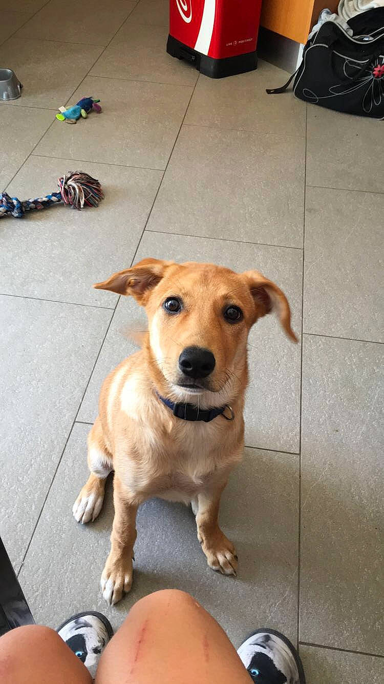 Kaya participe au concours pour gagner de l'argent avec cette photo : carnivore, collar, companion_dog, dog, dog_breed, dog_collar, fawn, floor, flooring, fur, leash, paw, pet_supply, snout, street_dog, sunglasses, tail, whiskers, wood, working_animal