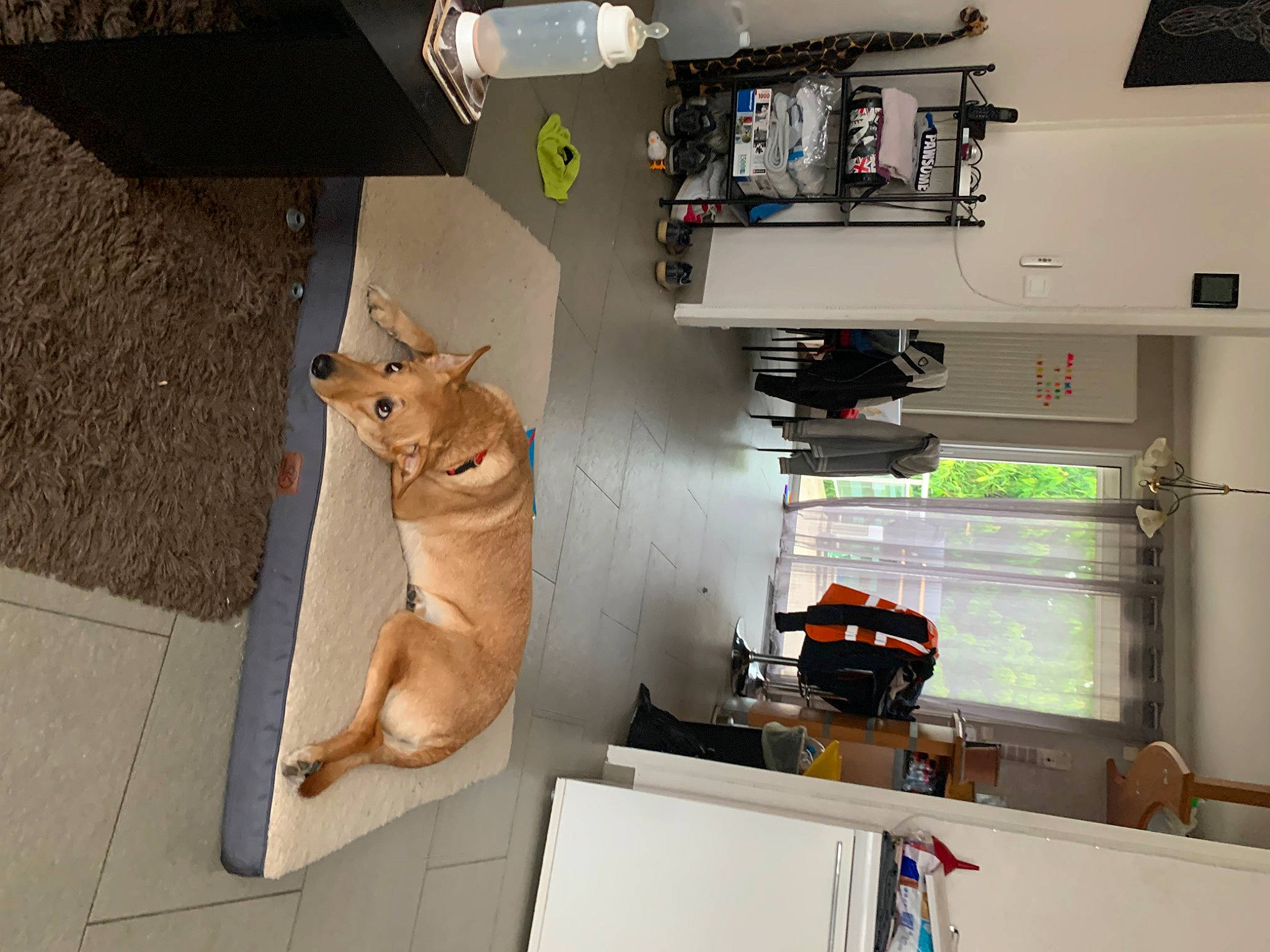 Kaya participe au concours pour gagner de l'argent avec cette photo : art, building, carnivore, companion_dog, display_case, dog, dog_breed, electrical_wiring, fawn, felidae, flooring, hardwood, machine, room, shelving, small_to_medium_sized_cats, spitz, table, tail, wood