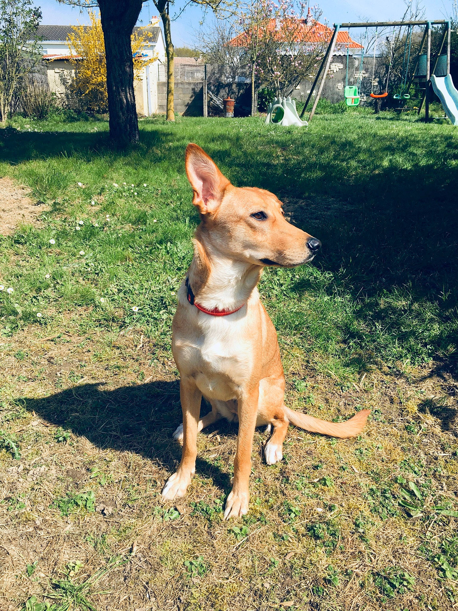 Kaya participe au concours pour gagner de l'argent avec cette photo : carnivore, collar, companion_dog, dog, dog_breed, dog_collar, dog_supply, fawn, grass, leash, paw, pet_supply, plant, sky, sporting_group, tail, tree, working_animal, working_dog, yard