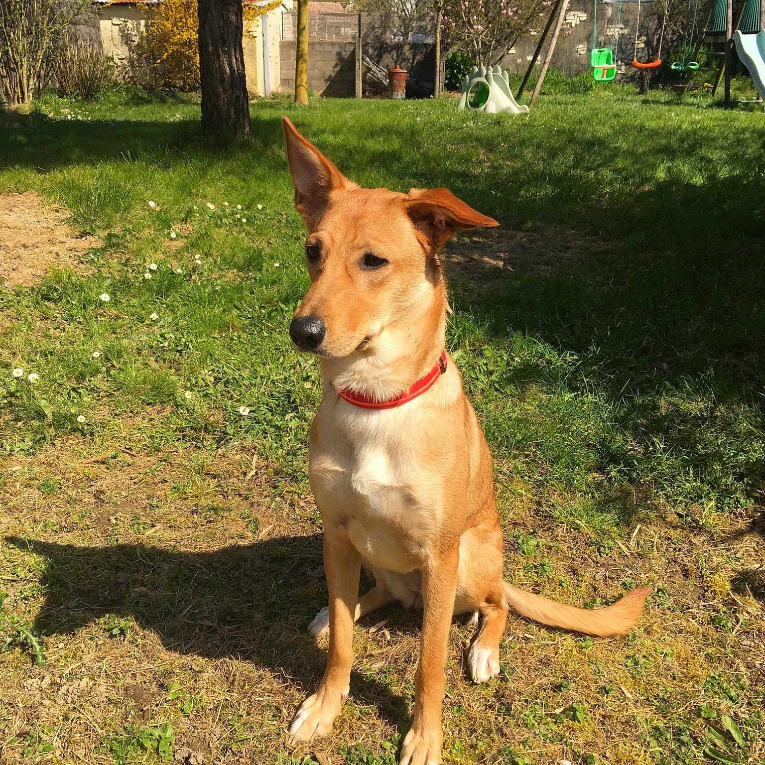Kaya