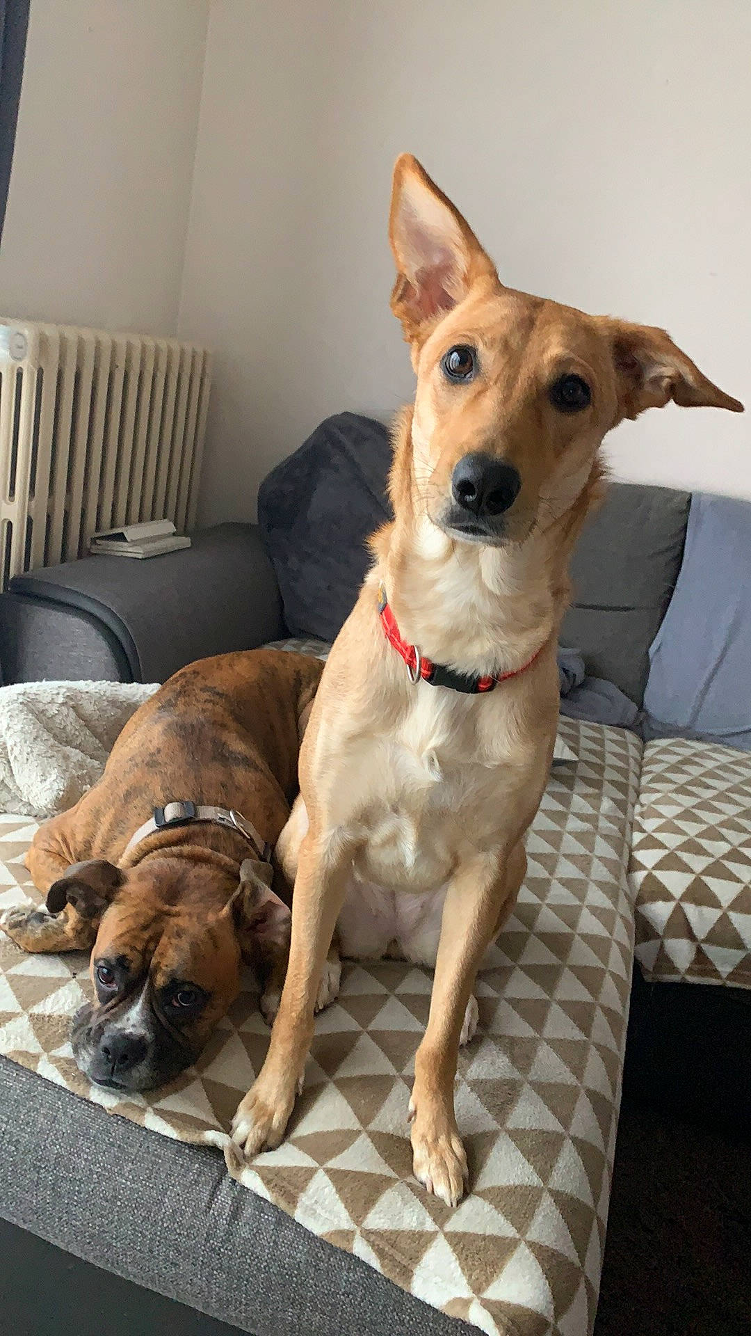 Kaya participe au concours pour gagner de l'argent avec cette photo : canidae, carnivore, chair, collar, comfort, companion_dog, dog, dog_breed, dog_collar, dog_supply, fawn, fur, furniture, liver, pet_supply, snout, sporting_group, whiskers, wood, working_animal