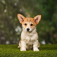 Athéna participe au concours pour gagner de l'argent avec cette photo : puppy, corgi, dog, grass, greenery, ears, cute, animal, pet, young, fur, outdoor, nature, portrait, sitting, adorable, brown, white, small, alert