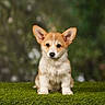 puppy, corgi, dog, grass, greenery, ears, cute, animal, pet, young, fur, outdoor, nature, portrait, sitting, adorable, brown, white, small, alert