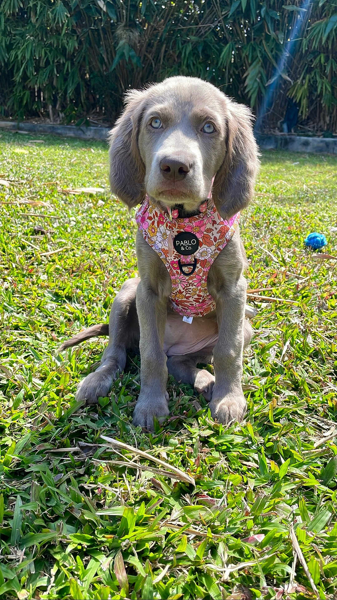 Maggie