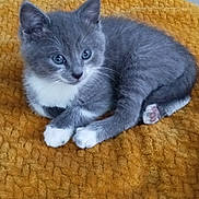 Lilas a rejoint le concours — aidez-le/la à gagner de superbes lots ! animal, blanket, cat, cozy, cute, feline, fur, gray_cat, indoor, kitten, looking, paw, pet, resting, small, soft, whiskers, white_paws, yellow_blanket, young