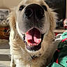 Cheddar participe au concours pour gagner de l'argent avec cette photo : blanket, close_up, collar, dog, fur, golden_retriever, happy, indoor, macro, mammal, nose, pet, playful, portrait, smiling, sofa, sunlight, teeth, tongue, whiskers