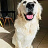 chair, dining_table, dog, eyes, fur, golden_retriever, happy, indoor, mouth, nose, pet, portrait, shadow, sitting, smiling, sunlight, tiles, tongue_out, whiskers, white_fur