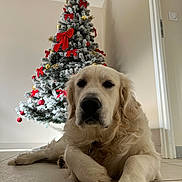 Cheddar participe au concours pour gagner de l'argent avec cette photo : calm, canine, christmas_tree, close_up, decorations, dog, festive, floor_tiles, golden_retriever, holiday, indoor, living_room, mammal, ornaments, paw, pet, portrait, red_bows, seasonal, snow_flocked_tree