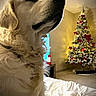 Cheddar a rejoint le concours — aidez-le/la à gagner de superbes lots ! bed, blanket, calm, christmas_tree, close_up, cozy, decorations, dog, ear, fur, golden_retriever, holiday, indoor, lights, living_room, muzzle, nose, ornaments, pet, portrait