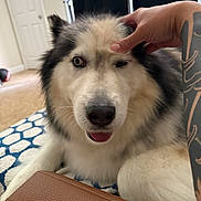 Maverick joined the competition — help win amazing prizes! dog, husky, pet, animal, fur, hand, tattoo, indoor, blanket, pattern, brown_leather, relaxed, close_up, face, eye_closed, tongue_out, carpet, door, window, home