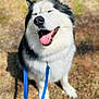 Maverick is registered to the contest to win money with this photo: dog, happy, smiling, tongue_out, leash, outdoor, sunlight, grass, black_and_white, fluffy, pet, canine, nature, closeup, animal, sitting, daytime, playful, cute, furry