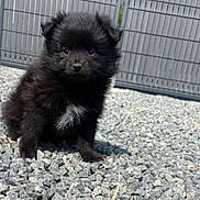 Aïna participe au concours pour gagner de l'argent avec cette photo : adorable, animal, black, curious, cute, daylight, dog, fence, fluffy, fur, gravel, nature, outdoor, pet, puppy, sitting, small, stones, white_patch, young